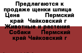 Предлагаются к продаже щенки шпица › Цена ­ 25 000 - Пермский край, Чайковский г. Животные и растения » Собаки   . Пермский край,Чайковский г.